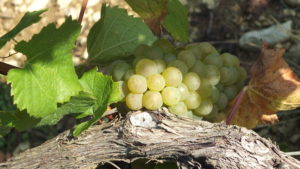 Chardonnay du Clos du Roi à, Coulanges la Vineuse